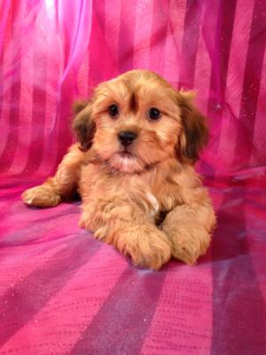 Male Lhasa Bichon Pup for sale $675 Located near Illinois, Wisconsin, Minnesota, and Iowa!